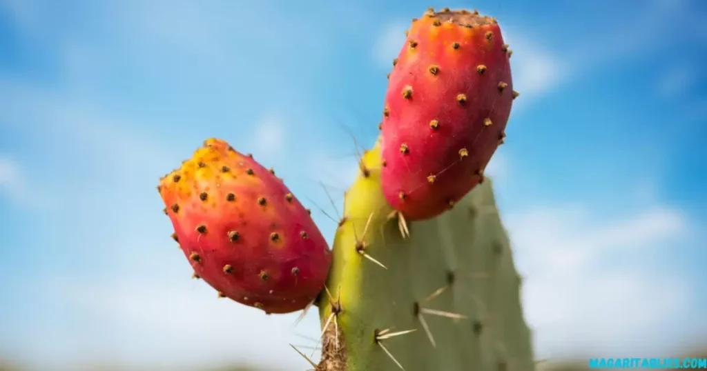 What is a prickly pear